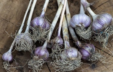 Freshly plucked garlic
