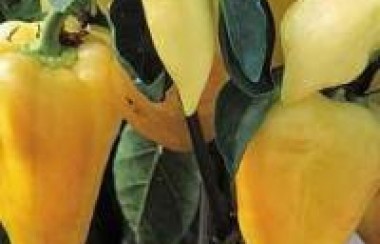 Peppers growing on tree