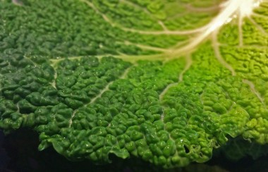 Bright green cabbage leaf