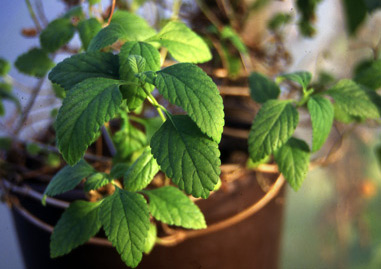 Greenhouses, glasshouses