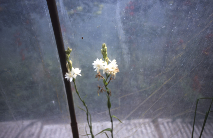 polianthes flowers
