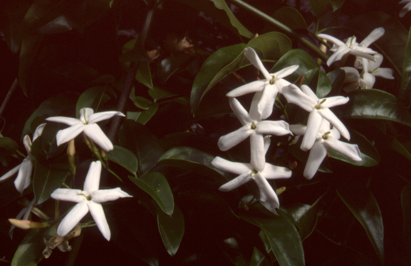 jasmine