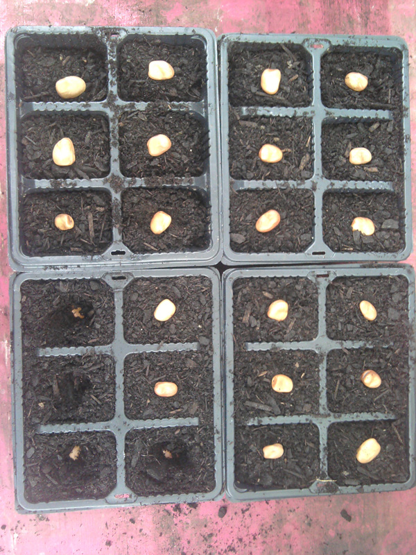 Sowing Broad Beans in Autumn