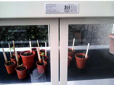 A Hartley Botanic Mini Patio Glasshouse