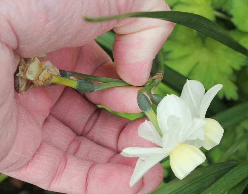 dead heading flowers