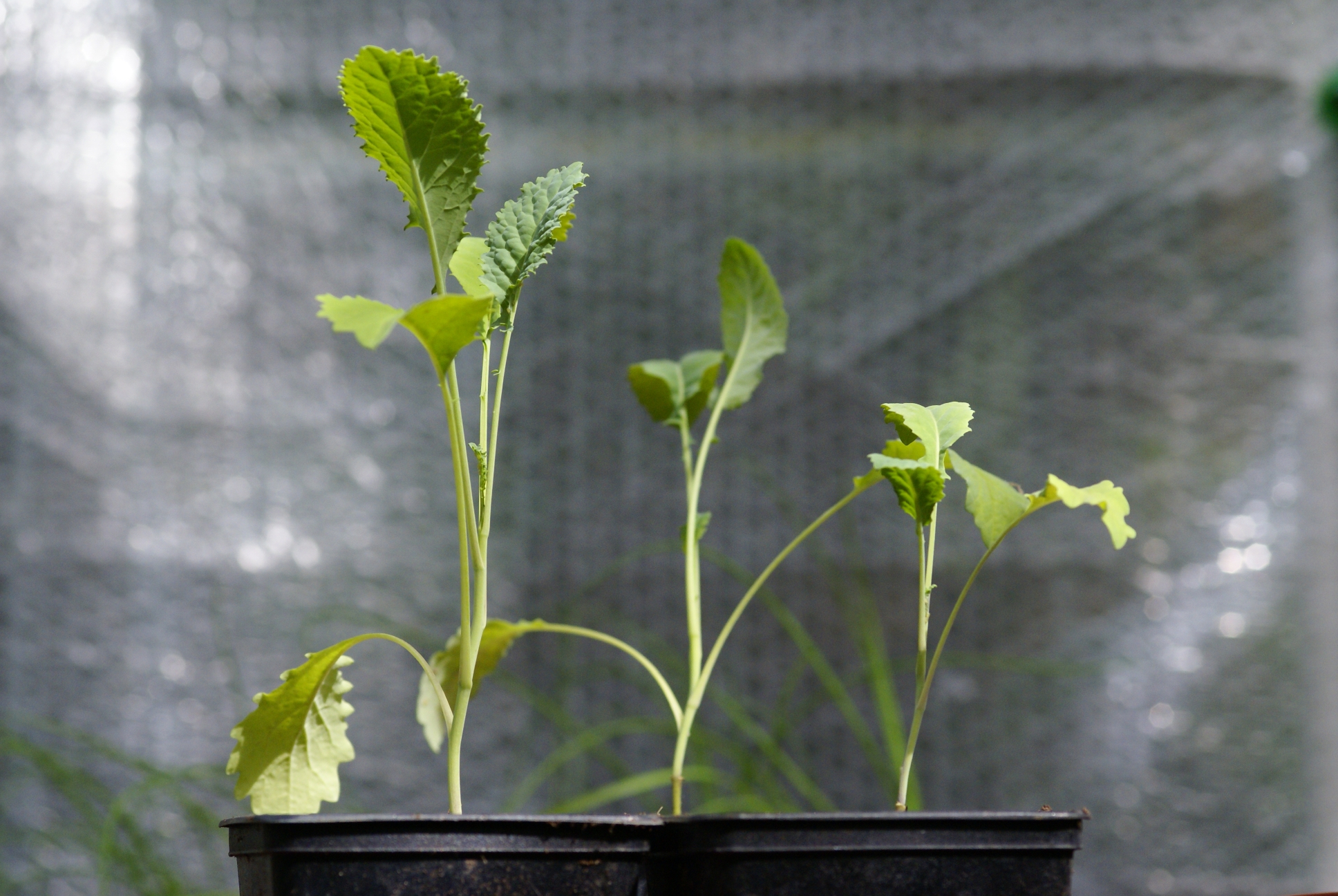 Brassicas