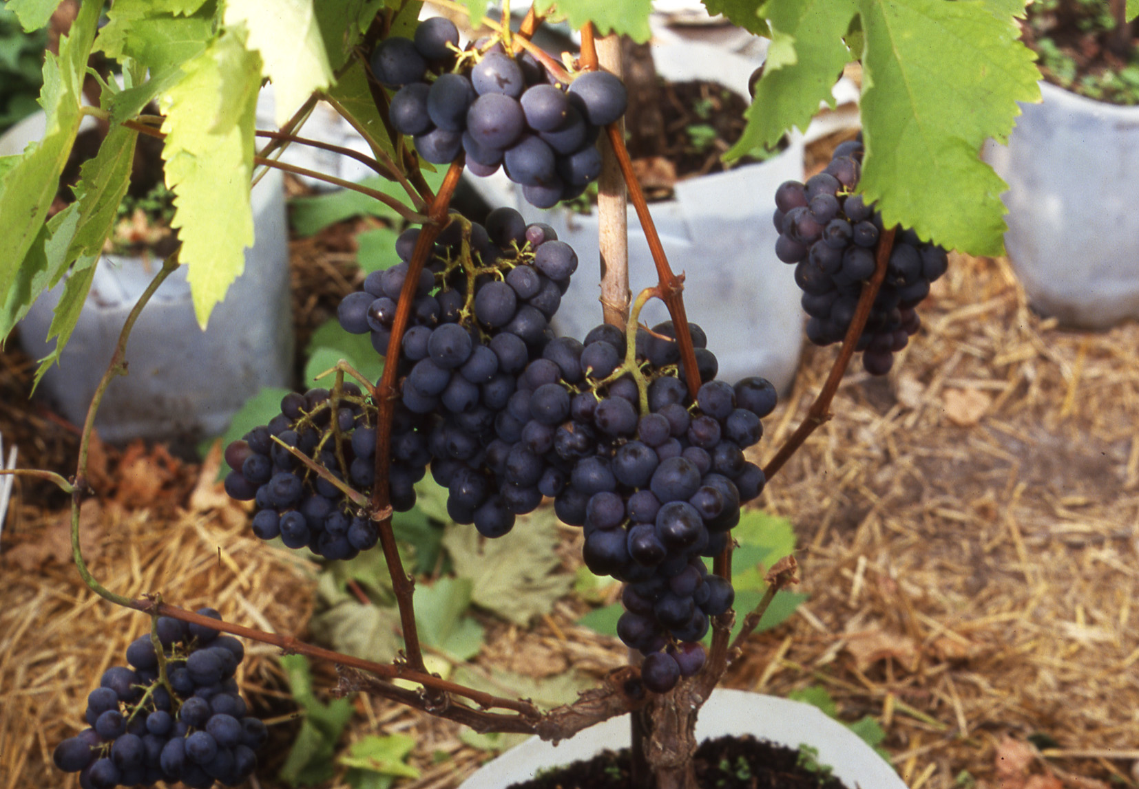 growing-grape-vines-in-pots