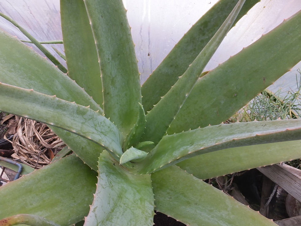 Aloe Vera