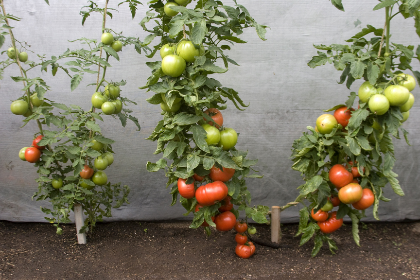 Grafted vs Non Grafted Tomatoes