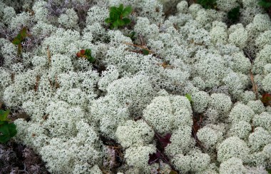 white-speccy-flowers