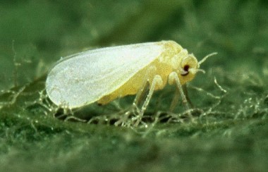 silver-leaf-white-fly