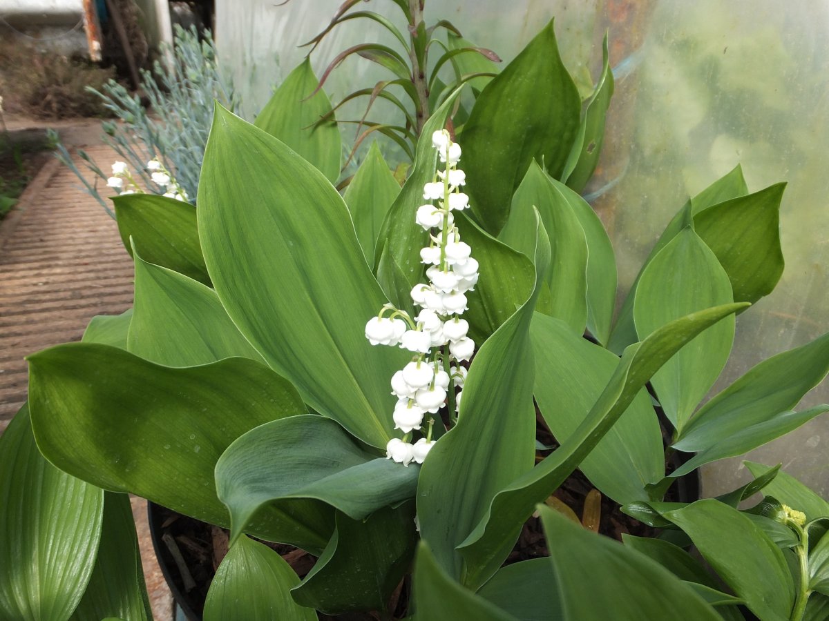 Lily of the Valley