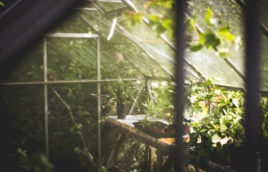 sun-shining-through-greenhouse