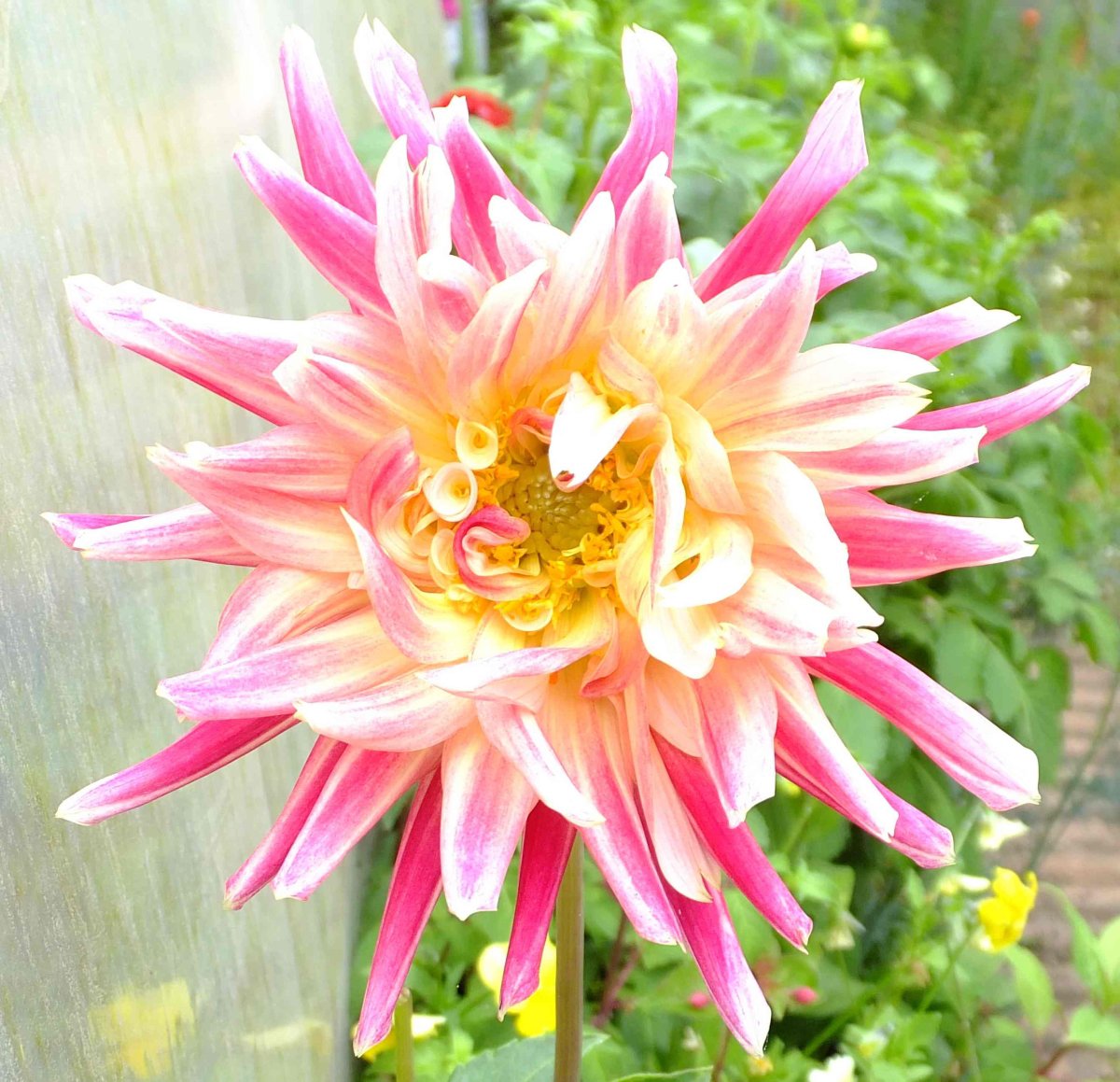Dahlias