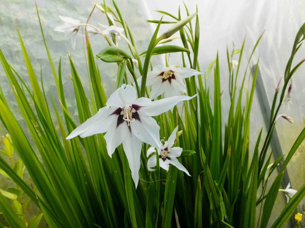 Acidanthera