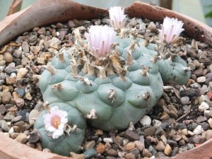 peyote