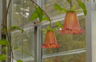 orange-bell-like-drooping-flower