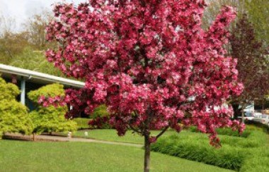 bright-pink-purple-tree-in-field