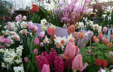 fifty-shades-of-pink-flowers