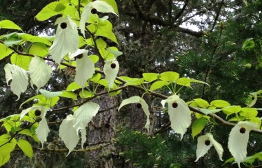 white-dove-tree-in-bloom