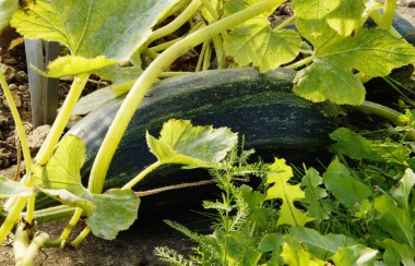 big-green-zucchini