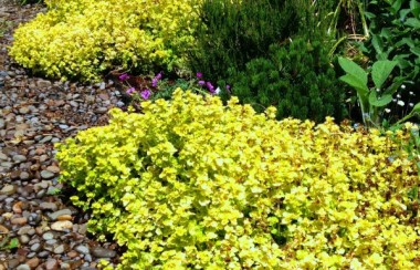 gold-growing-oregano