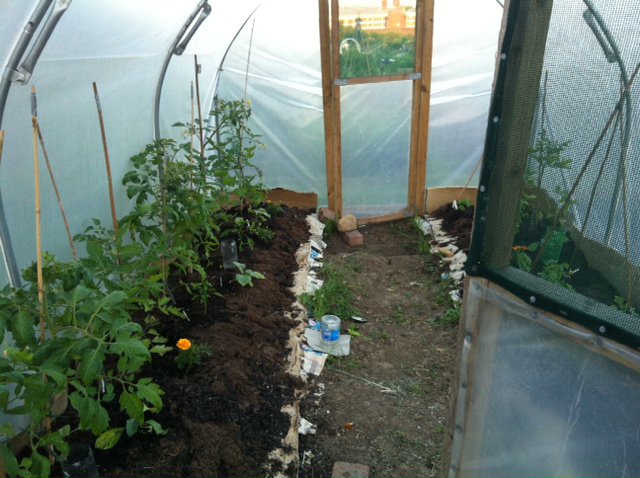 polytunnel-planting