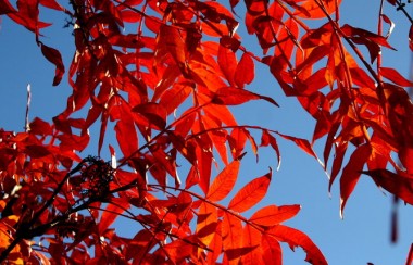 brown-leaves-on-tree