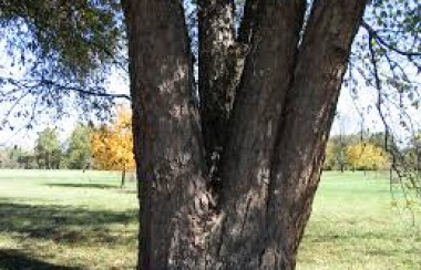 four-trees-rooted-together