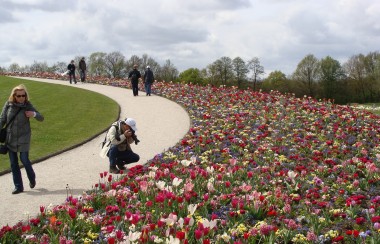 huge-colorful-flower-patch
