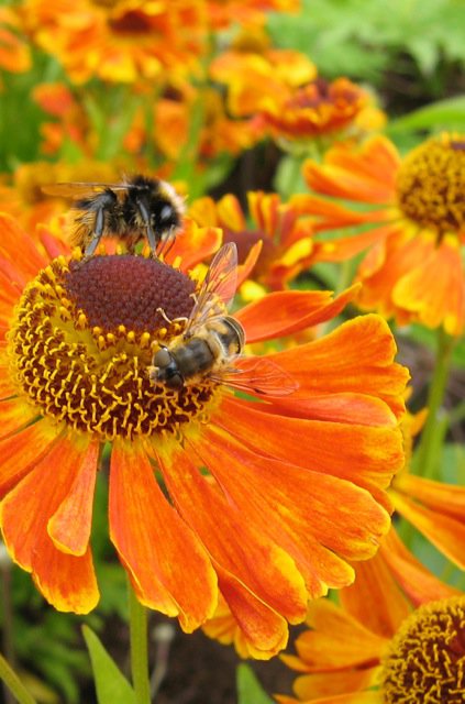 If we’re serious about helping pollinators of all hues, it’s time to stop talking down to gardeners, who are already creating sanctuaries for all wild things.