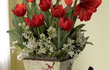 red-christmas-flowers