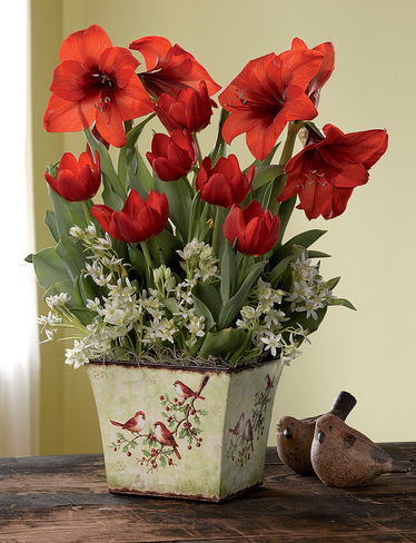 christmas-flower-bulbs