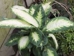 Dumb cane