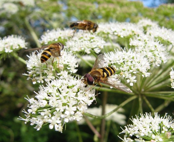 Getting into sync with the wild, natural world is a vital part of quiet, thoughtful gardening.