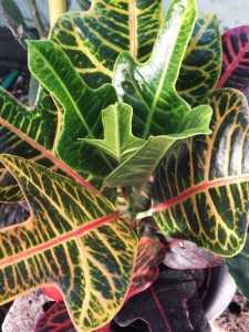 Croton 6