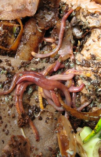 A margarine-tubful of thrashing tiger worms will kick start your wormposting.