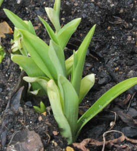 Image - March 2015 (1 of 1)