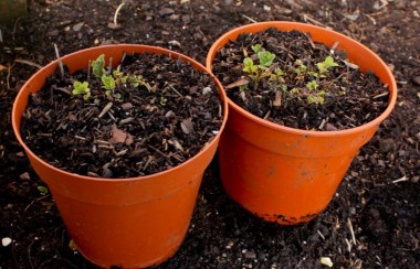 Young plants growing
