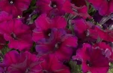 bright-purple-flowers