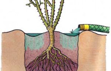 drawing-of-growing-beetroot-undergrounding