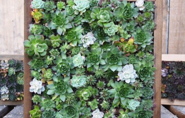 square-plantpot-veritcally-showcasing-flowers