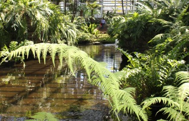 huge-glasshouse-sheltering-greens