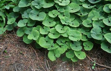 little-leaved-green-ginger