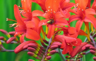 Italian Style Climate