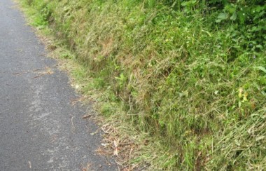 Miscellany of wild flowers