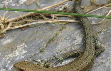 Lizard family's reunite