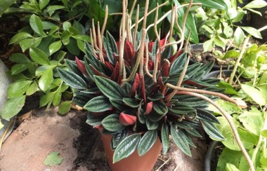 Watermelon Begonias?