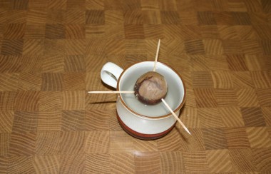 skewered-avocado-in-cup