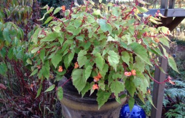 Sutherland begonia
